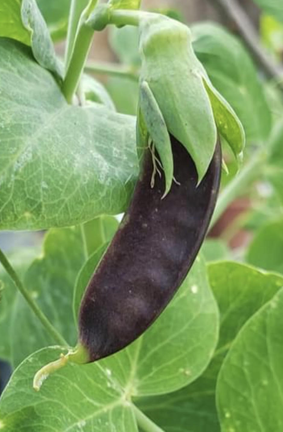 Blue Shelling Pea Seeds | Heirloom