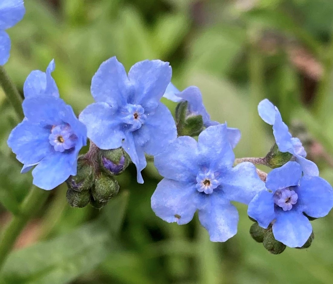 Chinese Forget Me Not Flower Seeds