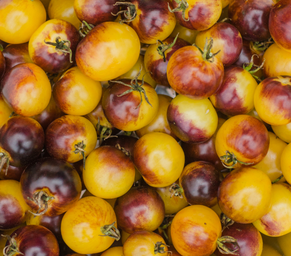 Cosmic Purple Rain Tomato Seeds