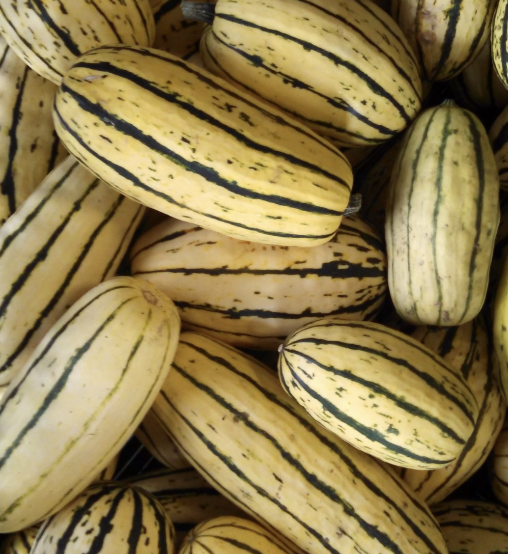 Delicata (Winter) Squash Seeds