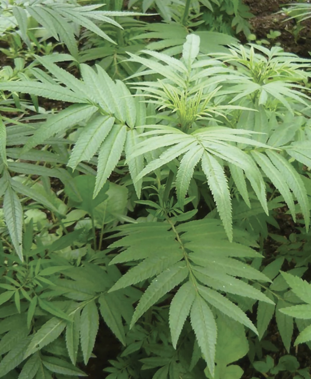 Huacatay (Black Peruvian Mint) Seeds