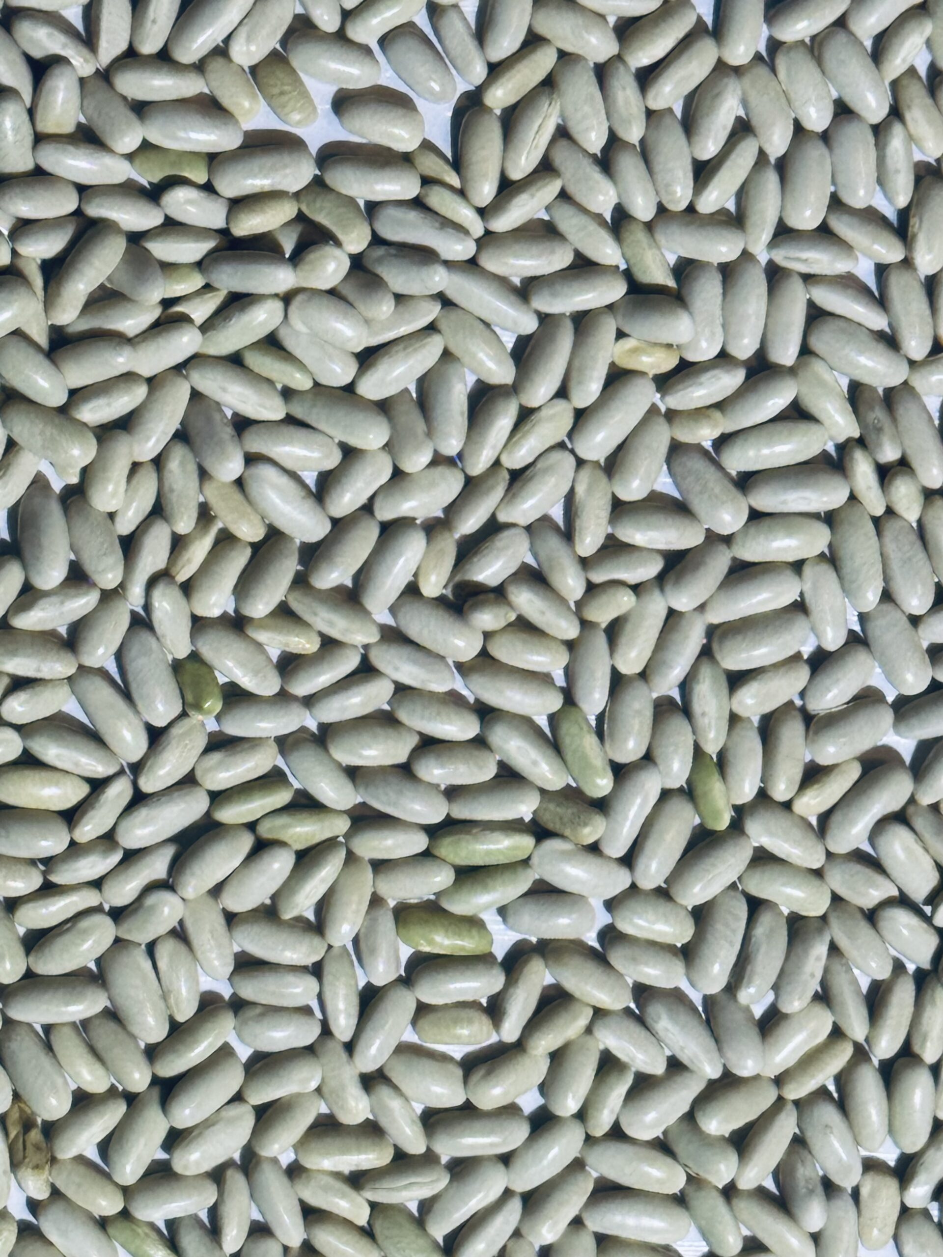 Hungarian Rice Bean Seeds | Organic