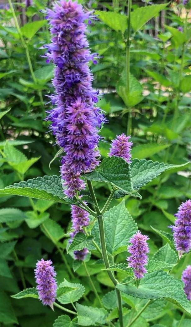 Hyssop Seeds | Heirloom | Herb | Organic