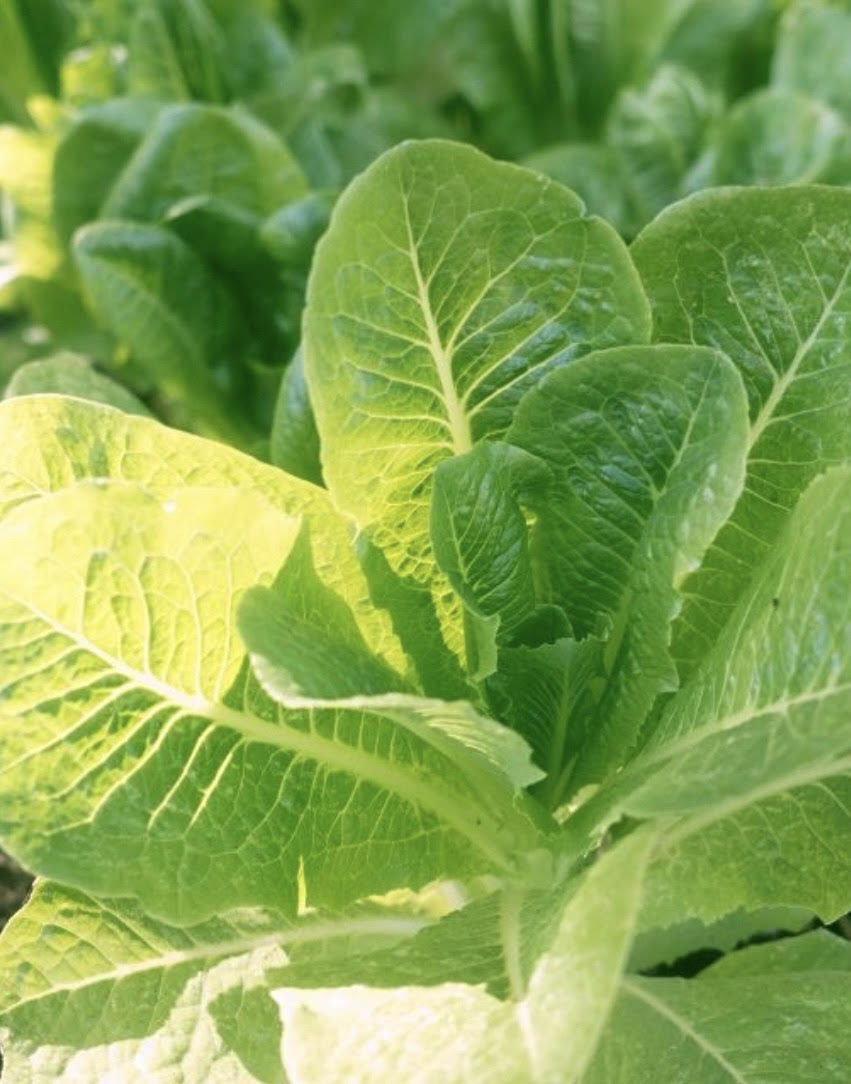 Little Caesar Romaine Lettuce Seeds
