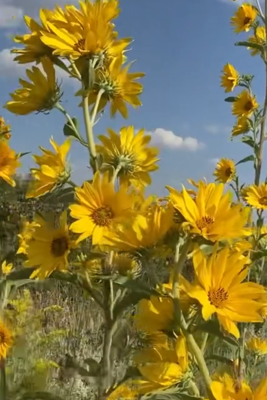 Maximilian Sunflower Seeds