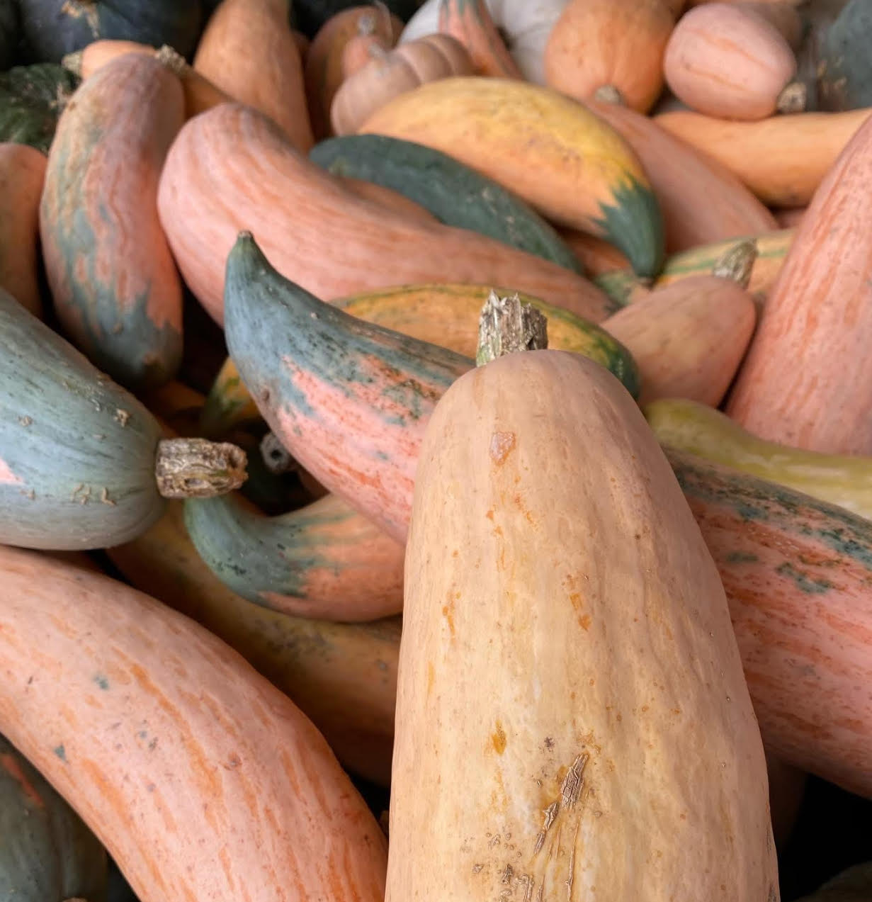 North Georgia Candy Roaster Seeds | Winter Squash