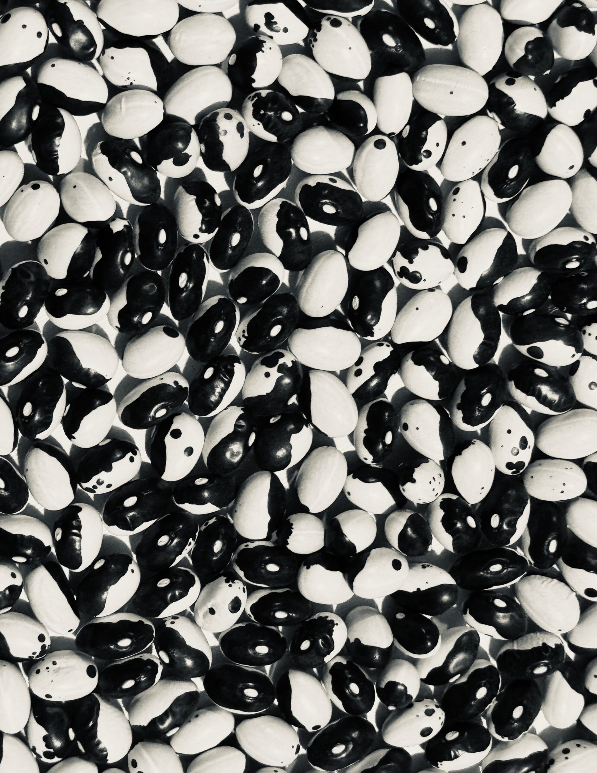 Calypso (Orca) Bean Seeds