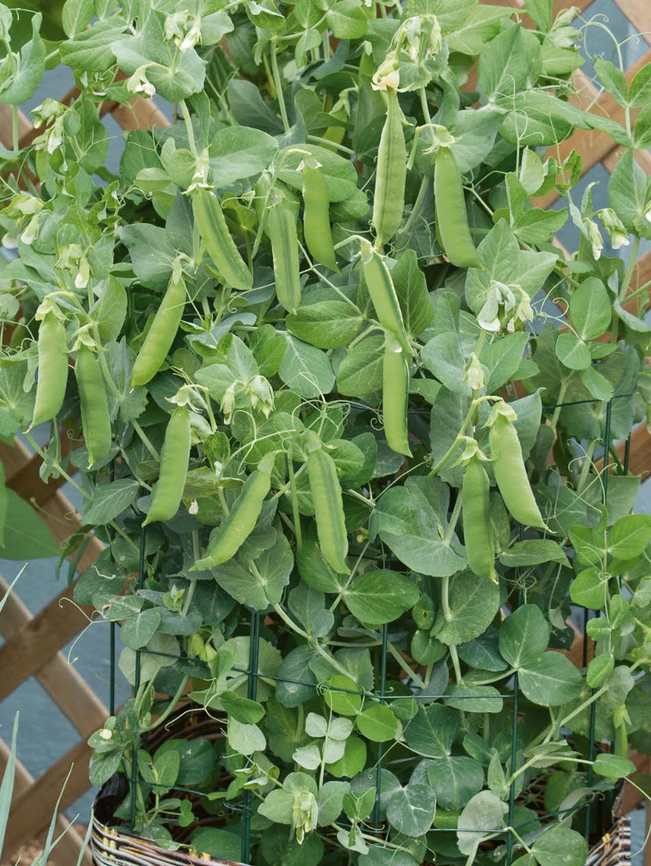 Patio Pride (Dwarf) Pea Seeds