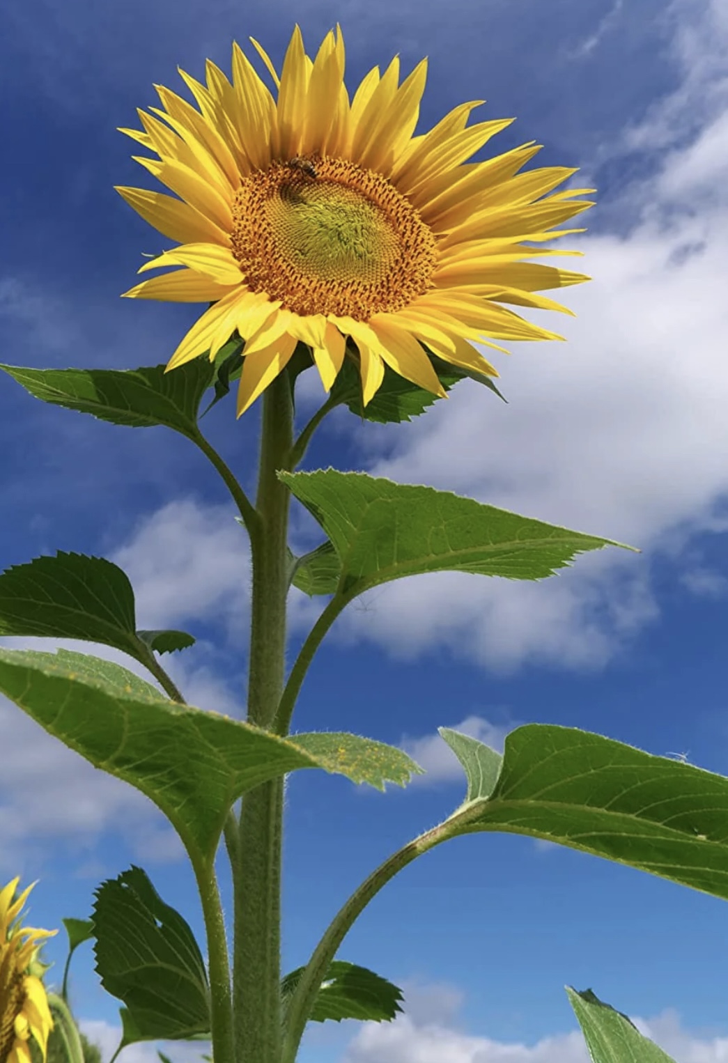 Skyscraper Sunflower Seeds
