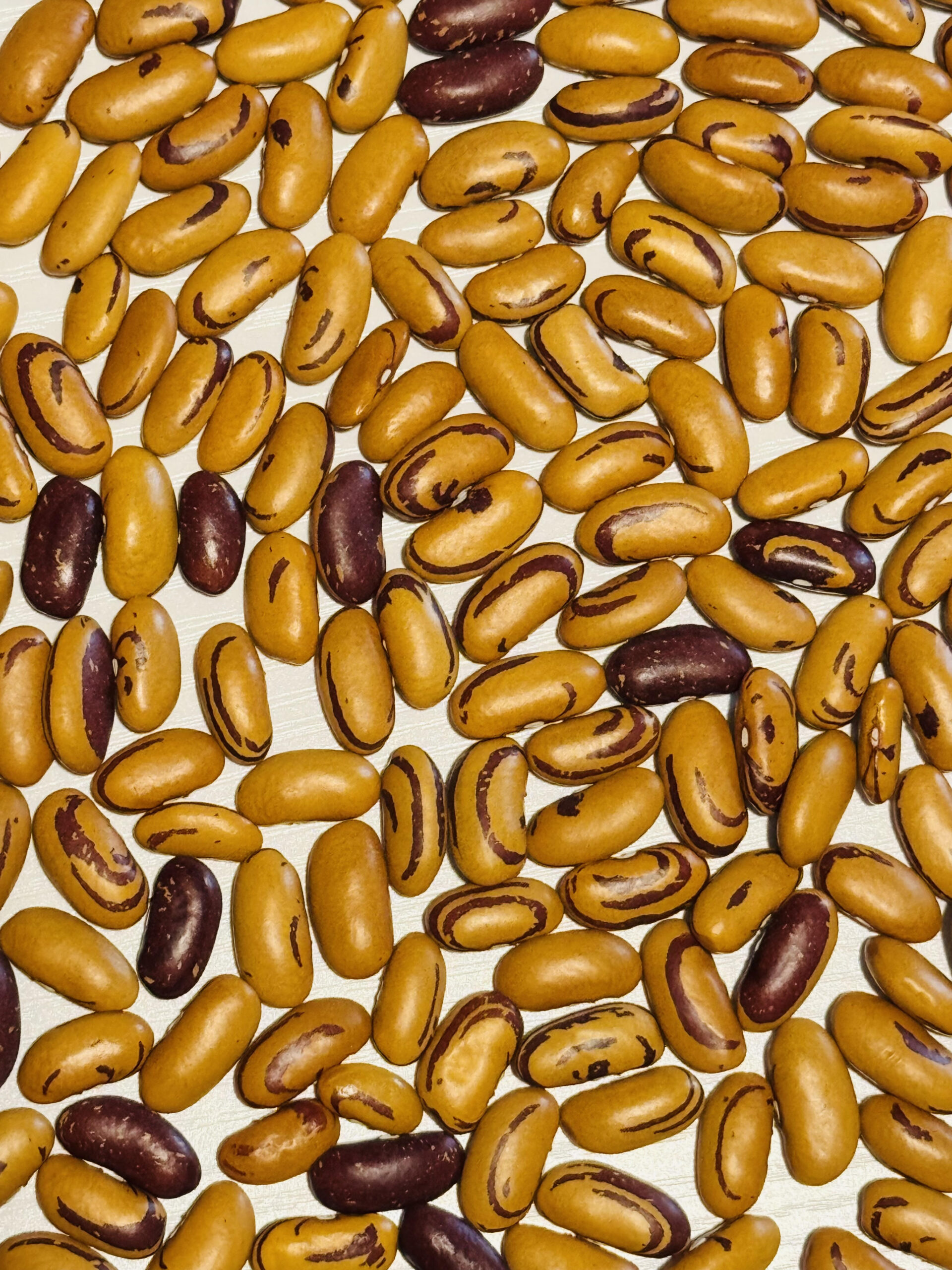 Tiger's Eye Bean Seeds