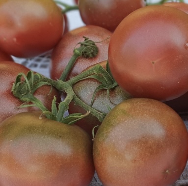 Dwarf Velvet Night Tomato Seeds