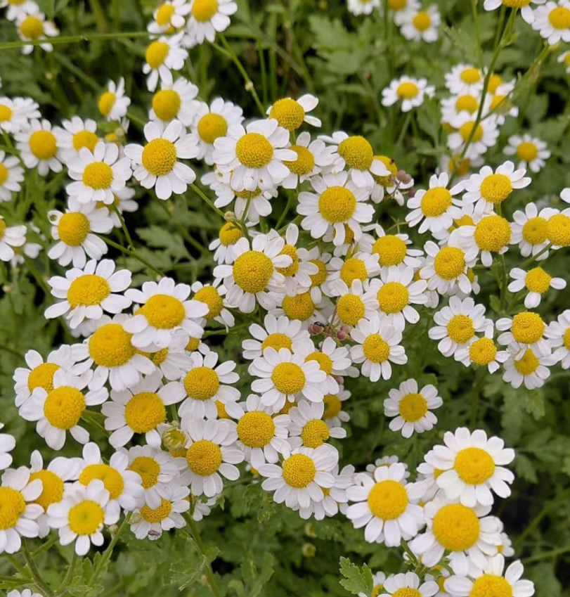 Fever Few Seeds | Heirloom | Herb