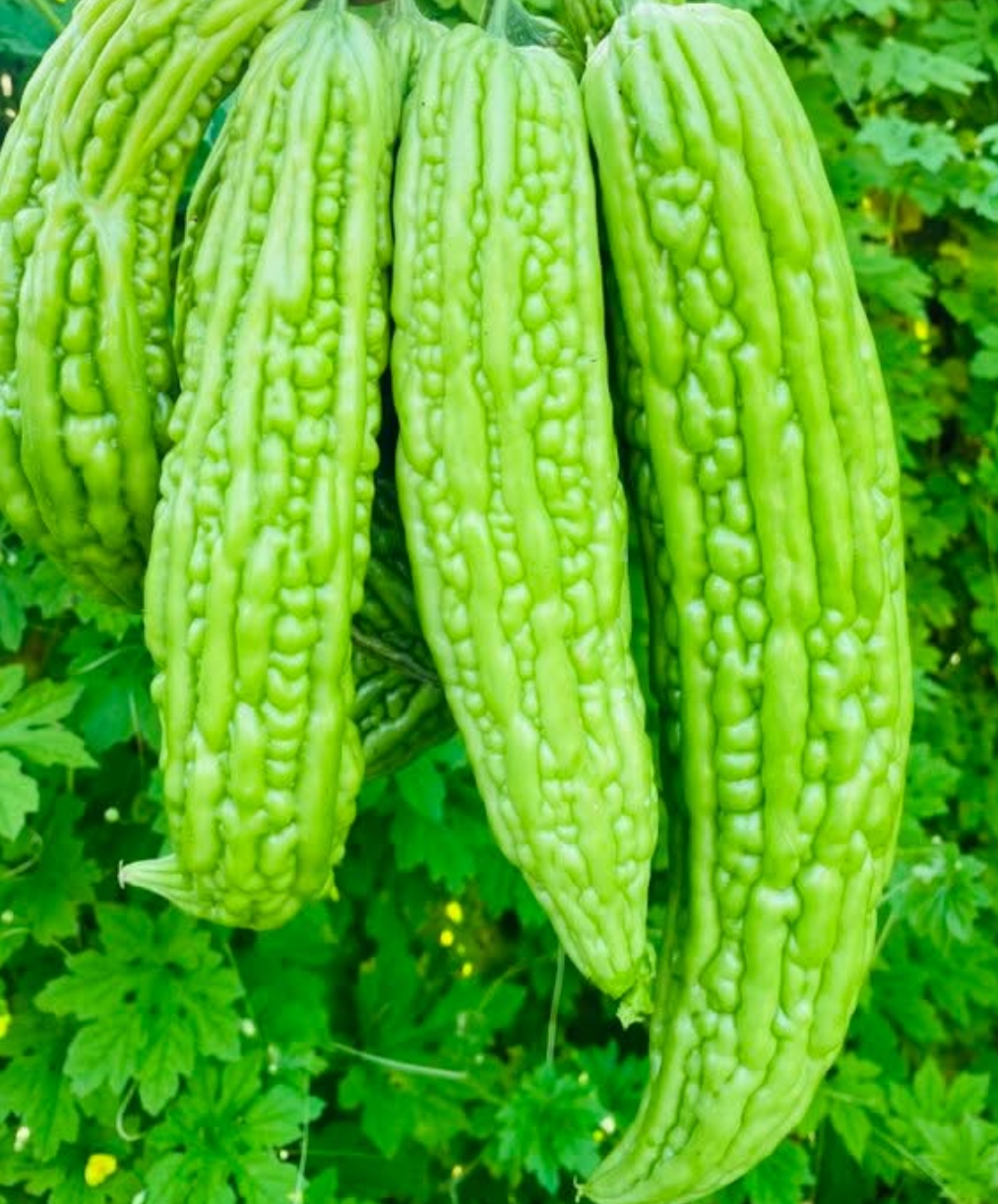 Green Skin Bitter Melon Seeds