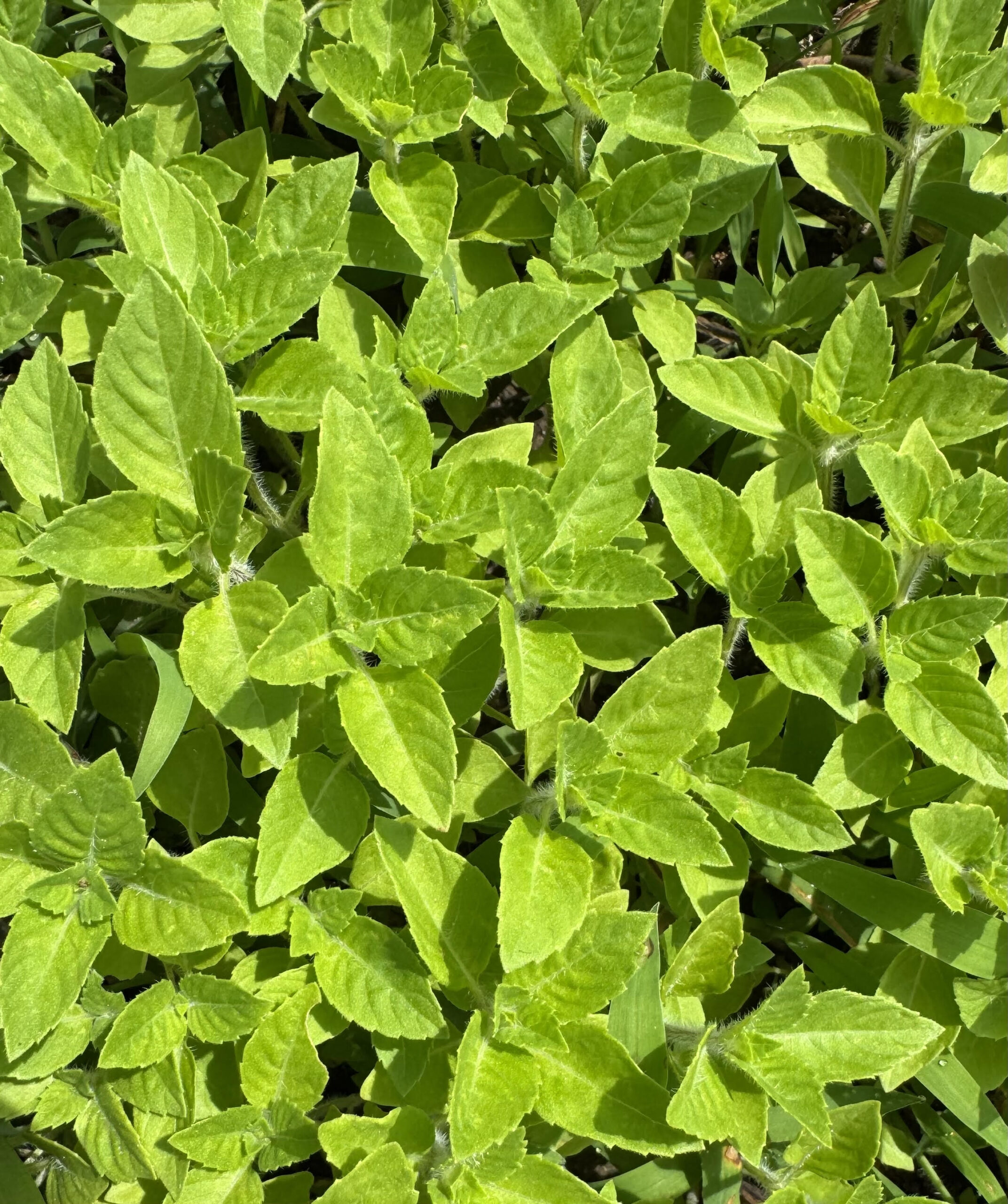 Kapoor Holy Basil | Heirloom | Herb