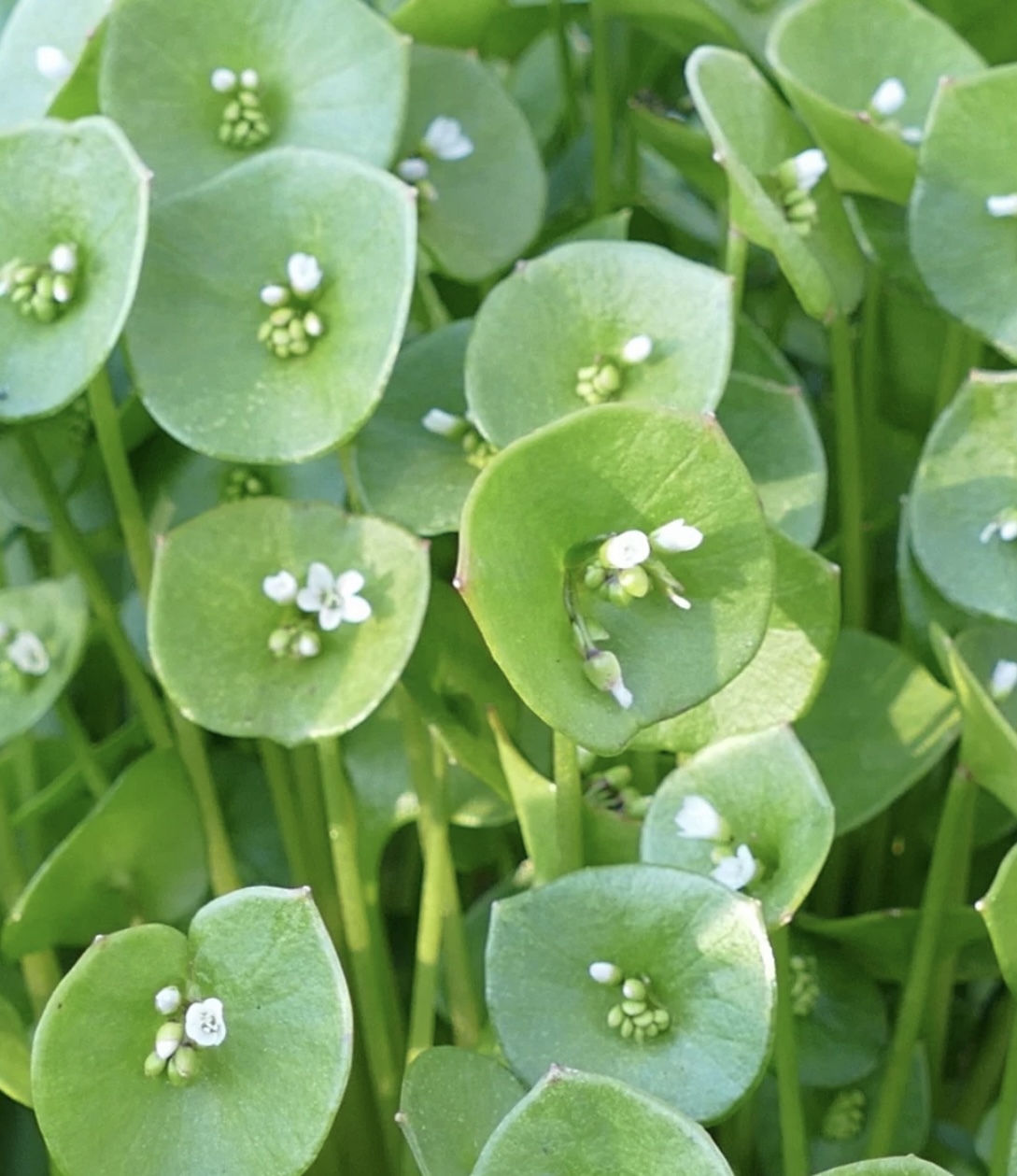 Miner's Lettuce Seeds | Heirloom