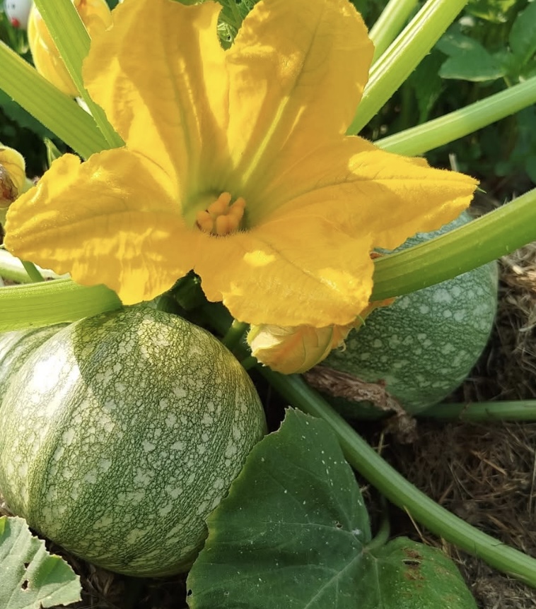 Ronde De Nice Summer Squash Seeds | Heirloom