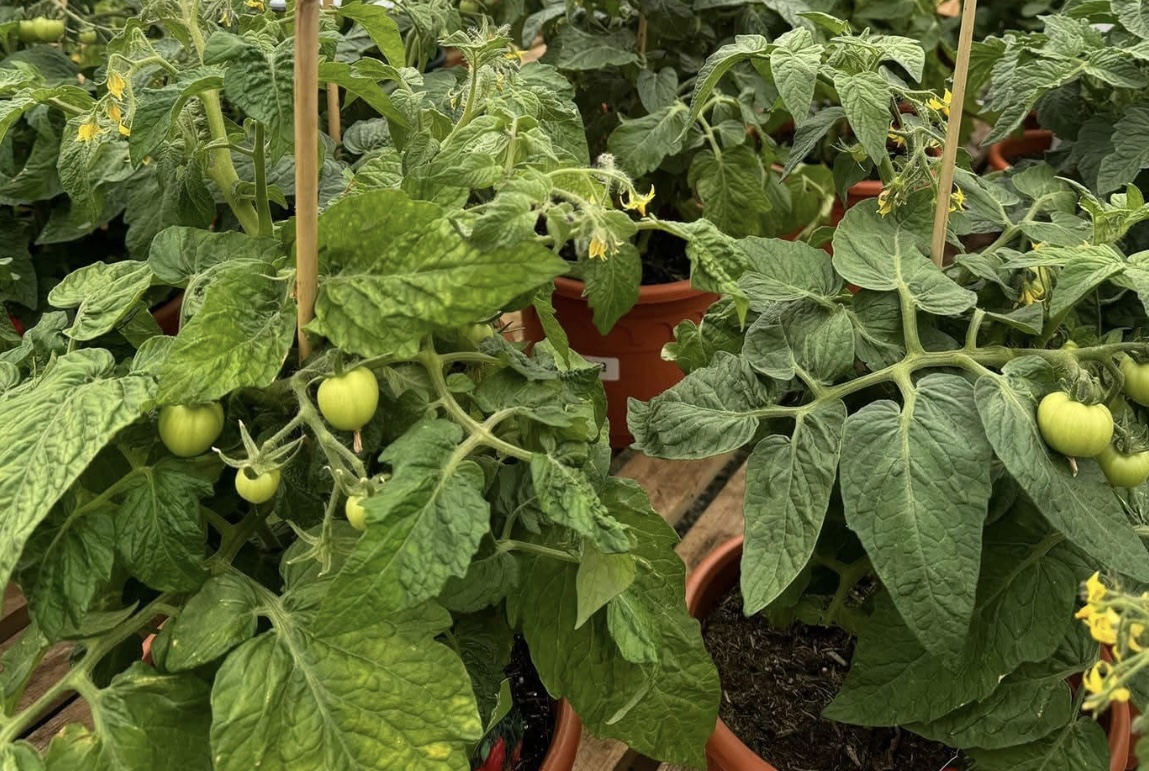 Totem (Micro Dwarf) Tomato Seeds