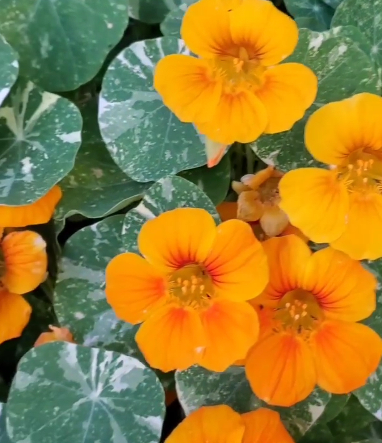 Alaska Gold Dwarf Nasturtium Seeds