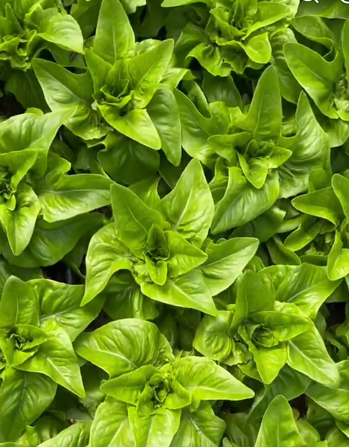 Amish Deer Tongue Lettuce Seeds | Heirloom