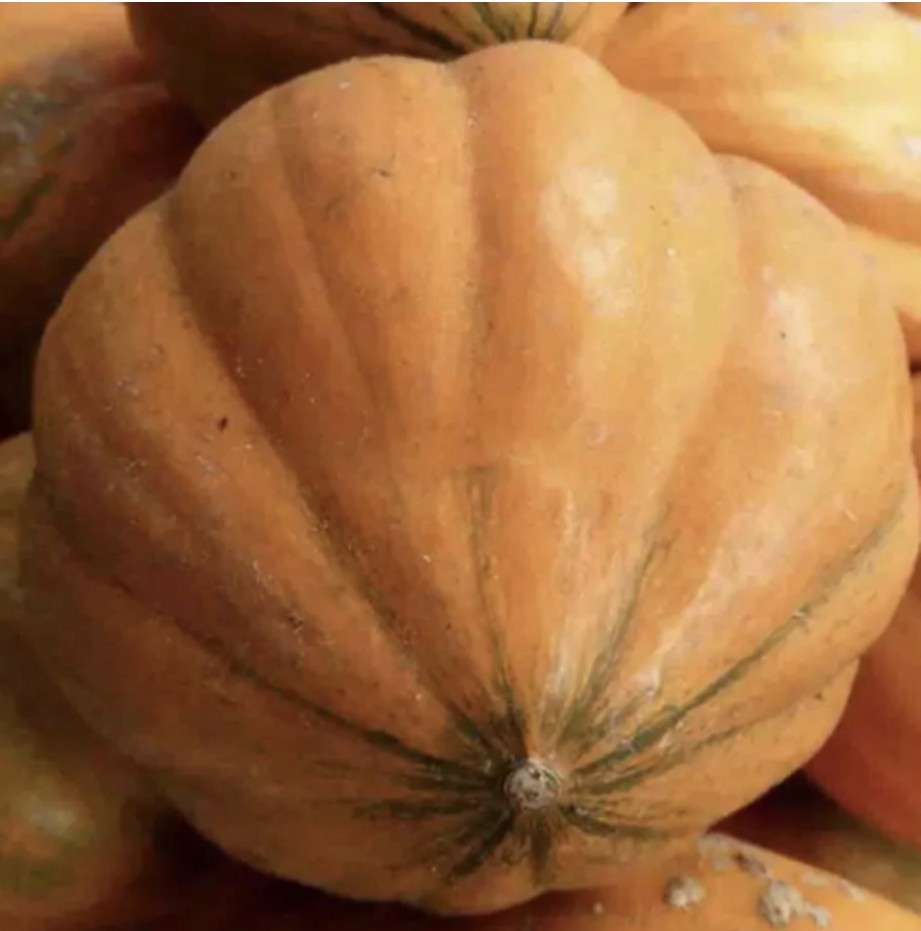 Amish Pie Pumpkin Seeds | Heirloom