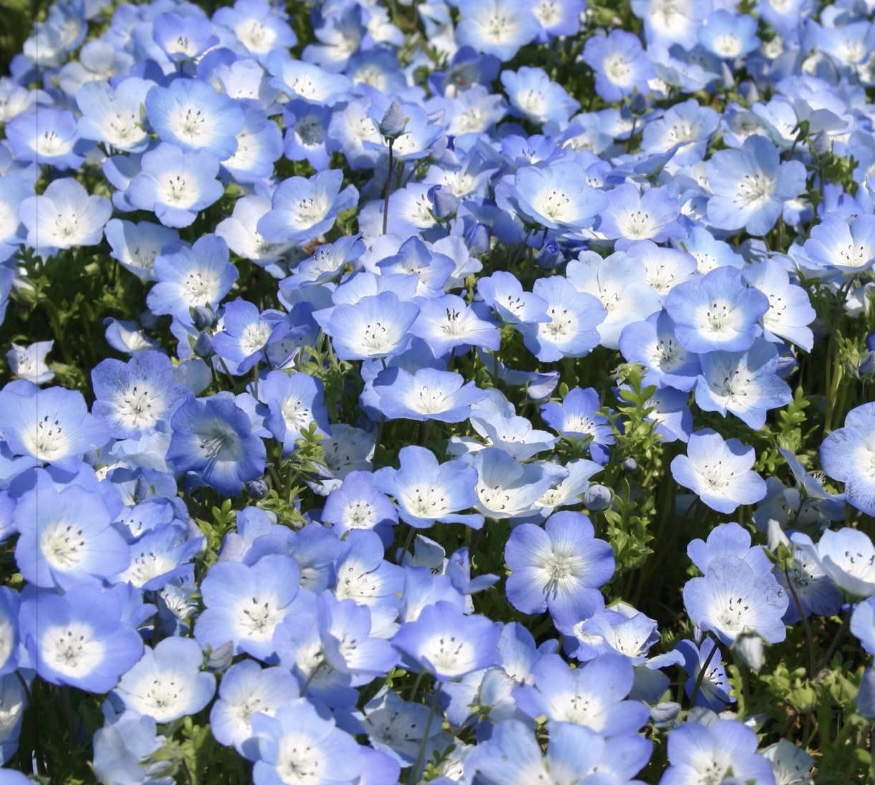 Baby Blue Eyes Flower Seeds