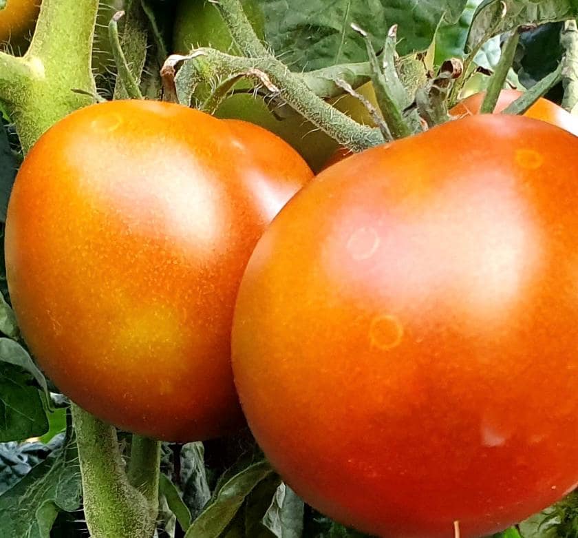Dwarf Bundaberg Rumball Tomato Seeds