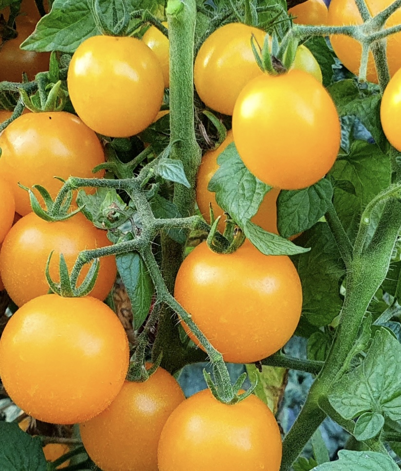 Dwarf Eagle Smiley Tomato Seeds