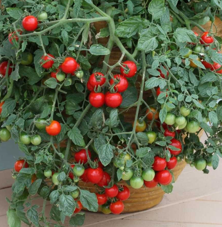 Tumbler Tomato (F1 Hybrid) Seeds