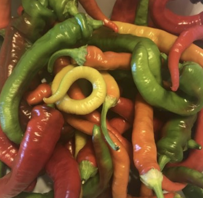 Corbaci (Sweet) Pepper Seeds | Heirloom