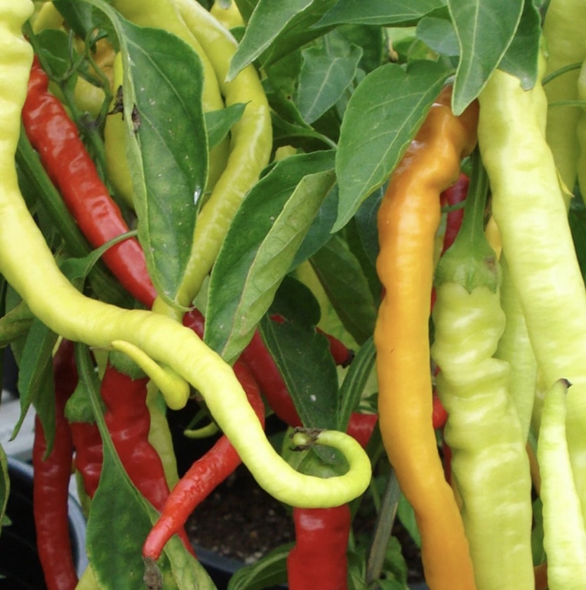Corbaci (Sweet) Pepper Seeds | Heirloom - Image 2