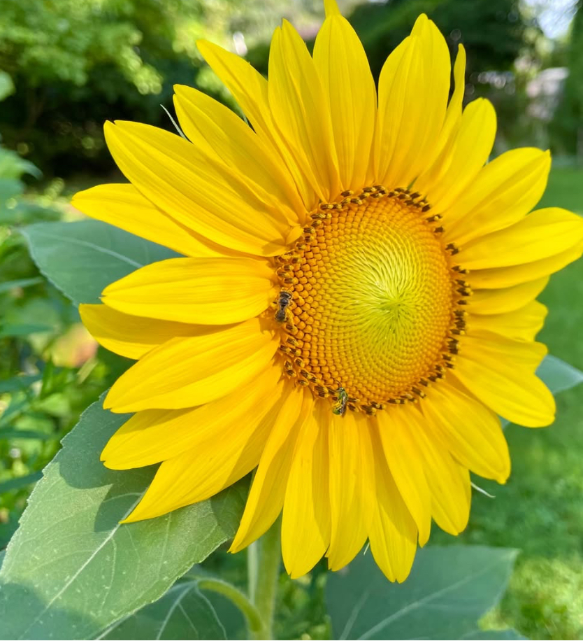 Sunspot Dwarf Sunflower Seeds | Heirloom - Image 2