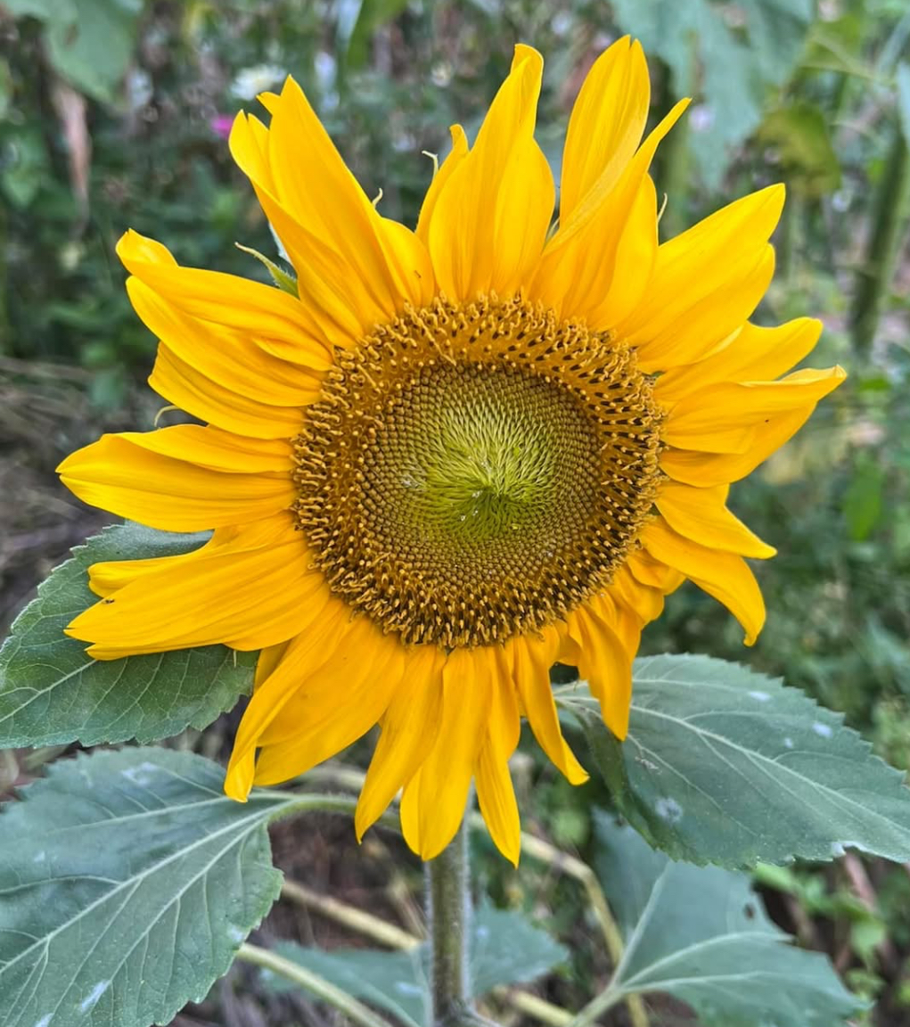 Sunspot Dwarf Sunflower Seeds | Heirloom - Image 3