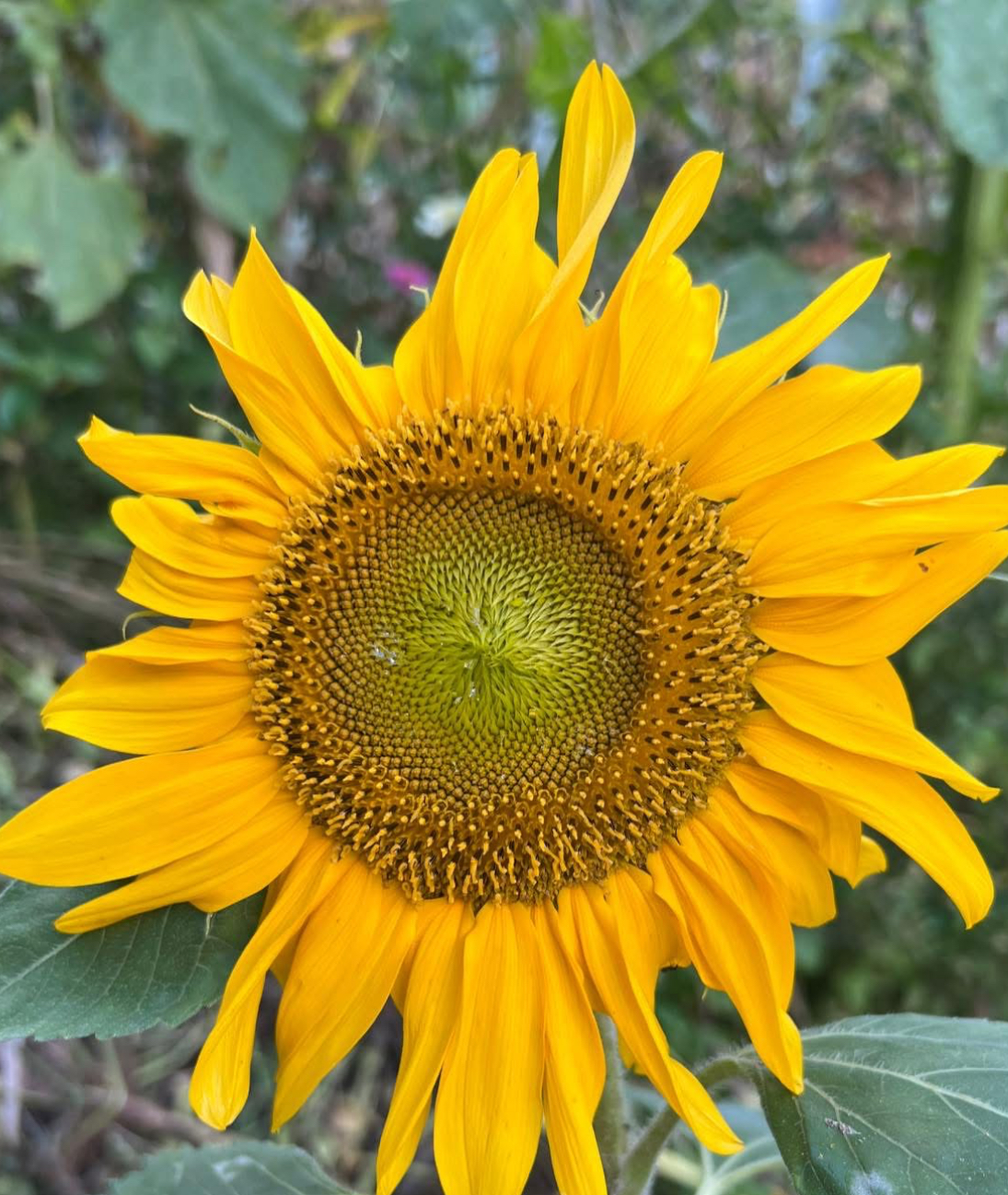 Sunspot Dwarf Sunflower Seeds | Heirloom