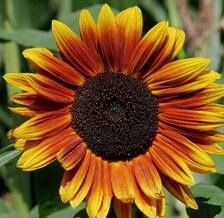 Indian Blanket Sunflower Seeds | Heirloom