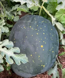 Moon & Stars (Red Flesh) Watermelon Seeds | Heirloom - Image 2