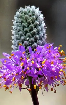 Purple Prairie Clover Seeds | Heirloom