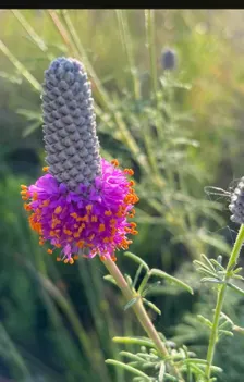 Purple Prairie Clover Seeds | Heirloom - Image 2