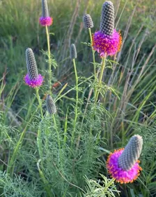 Purple Prairie Clover Seeds | Heirloom - Image 3