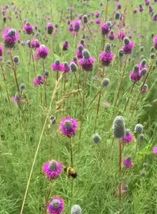Purple Prairie Clover Seeds | Heirloom - Image 4