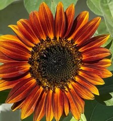 Red Sun Sunflower Seeds | Heirloom