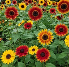 Summer Sunflower Seed Mix | Heirloom - Image 2
